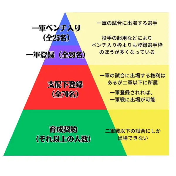 甲斐拓也さん出身の育成枠とは？